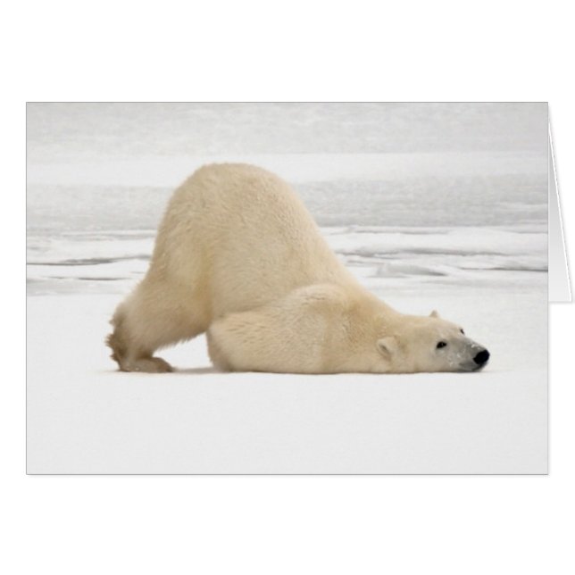 Polar bear scratching itself on frozen tundra (Voorkant Horizontaal)