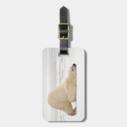 Polar bear scratching itself on frozen tundra bagagelabel (Voorkant verticaal)