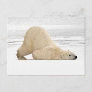 Polar bear scratching itself on frozen tundra briefkaart