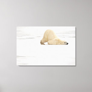Polar bear scratching itself on frozen tundra canvas afdruk