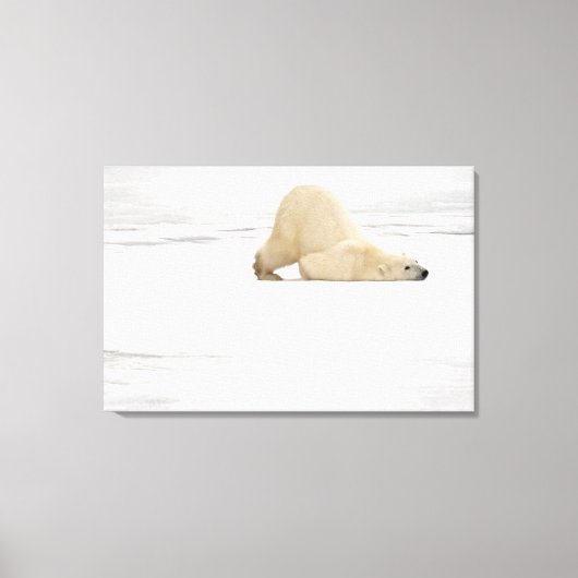 Polar bear scratching itself on frozen tundra canvas afdruk (Voorkant)