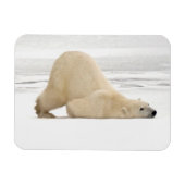 Polar bear scratching itself on frozen tundra magneet (Horizontaal)