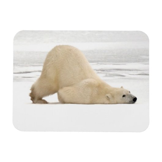 Polar bear scratching itself on frozen tundra magneet (Horizontaal)
