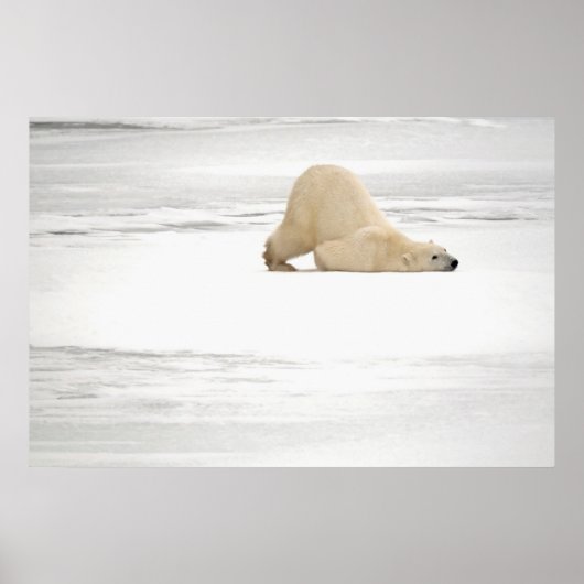 Polar bear scratching itself on frozen tundra poster (Voorkant)