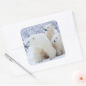 Polar Bears and Two cubs Vierkante Sticker (Envelop)