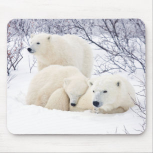 Polar Bears female and Two cubs 3 Muismat