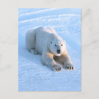 Polar Beer Blue Briefkaart