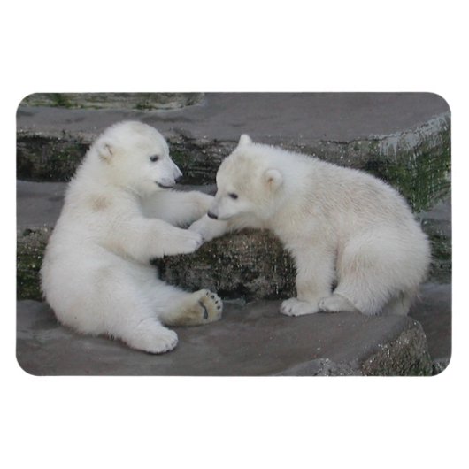 Polar Beer Cubs Magneet (Horizontaal)