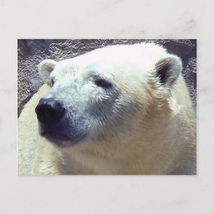 Polar Beer Foto Closeup Nikita Kansas City Zoo Briefkaart