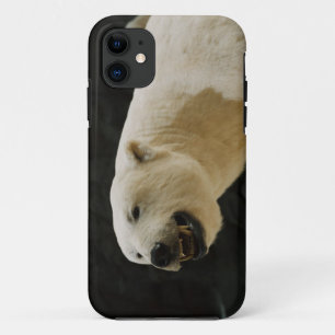 Polar Beer Grin iPhone 11 Hoesje