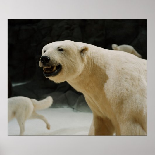 Polar Beer Grin Poster (Voorkant)