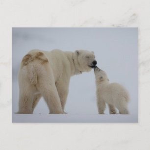 Polar Beer Moeder met Cub Briefkaart