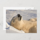 Polar Beer Nap Briefkaart (Voorkant / Achterkant)