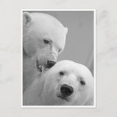 Polar Beer Nibbles Briefkaart (Voorkant)