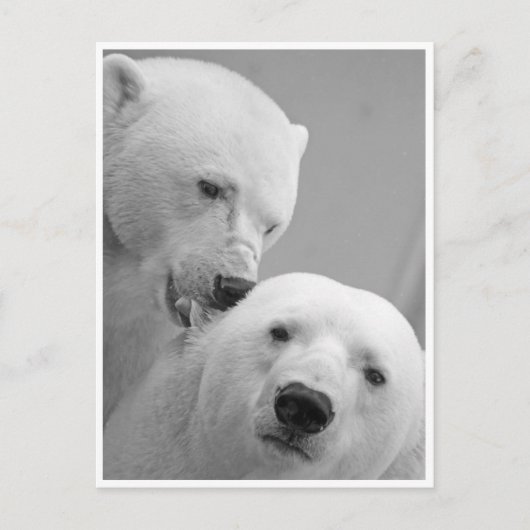 Polar Beer Nibbles Briefkaart (Voorkant)