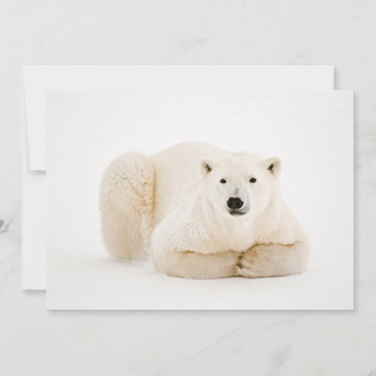Polar Beer rustend op Hudson Bay Ice Feestdagenkaart (Voorkant)