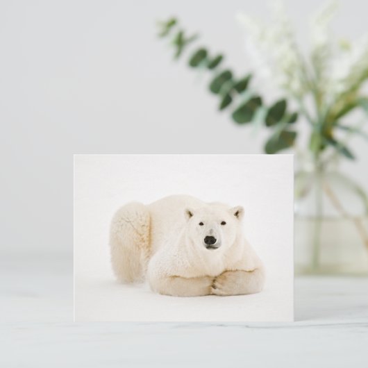 Polar Beer rustend op Hudson Bay Ice Feestdagenkaart (Staand voorkant)