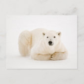 Polar Beer rustend op Hudson Bay Ice Feestdagenkaart (Voorkant)