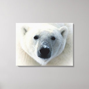 Polar Beer verpakt Canvas Afdruk