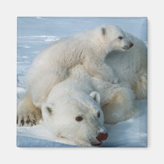 Polar_beer_with_cub Beer Liefhebbers Magneet (Voorkant)