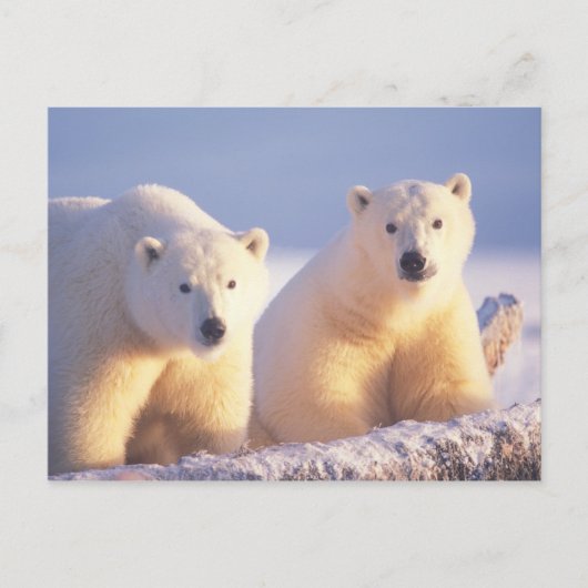 Polar beer zeug met welp op pakijs briefkaart (Voorkant)