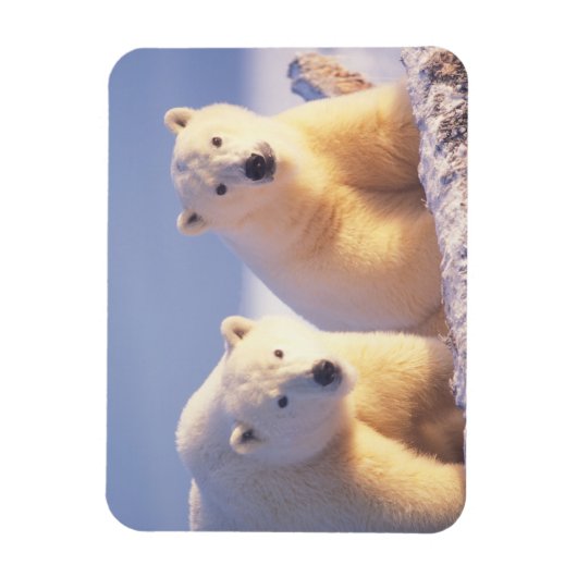 Polar beer zeug met welp op pakijs magneet (Verticaal)