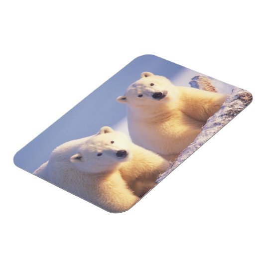 Polar beer zeug met welp op pakijs magneet (Linkerzijde)