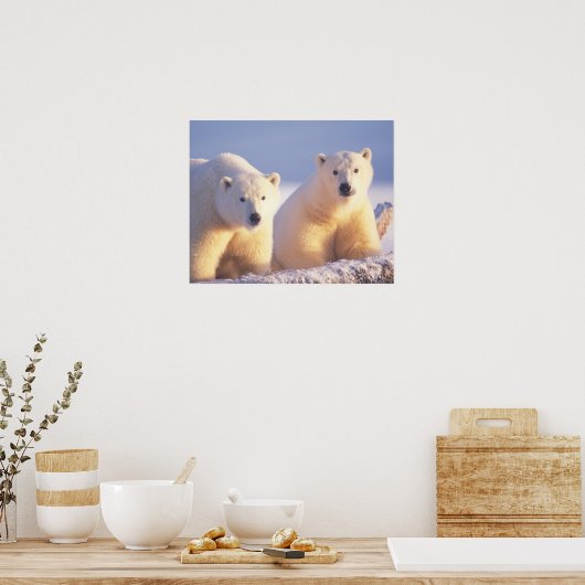 Polar beer zeug met welp op pakijs poster (Keuken)