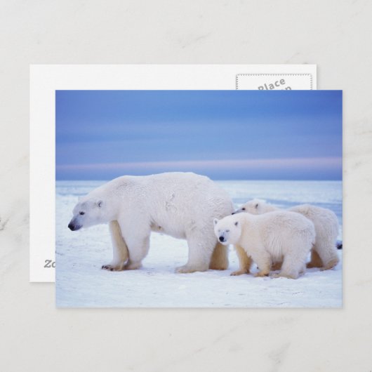 Polar beer zeug met welpen briefkaart (Voorkant / Achterkant)