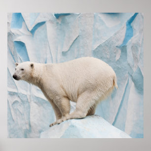 Polar Beer: Zoo Habitat Glimpse Poster