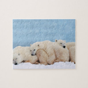 Polar Beren puzzel