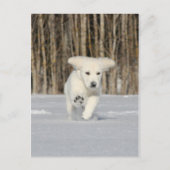 Polar Puppy Briefkaart (Voorkant)