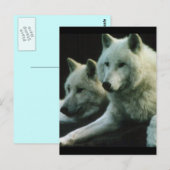 Polar Wolf Briefkaart (Voorkant / Achterkant)