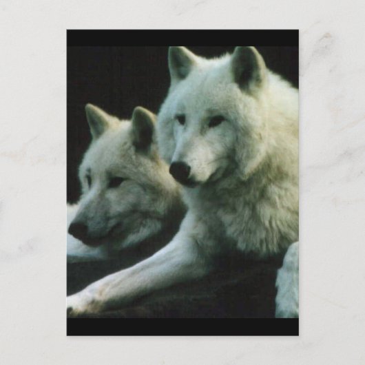 Polar Wolf Briefkaart (Voorkant)