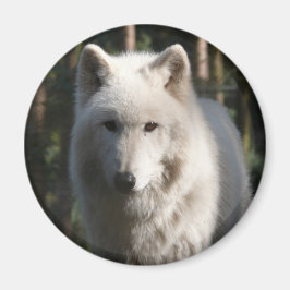 Polar Wolf Magneet