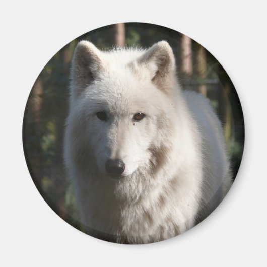 Polar Wolf Magneet (Voorkant)
