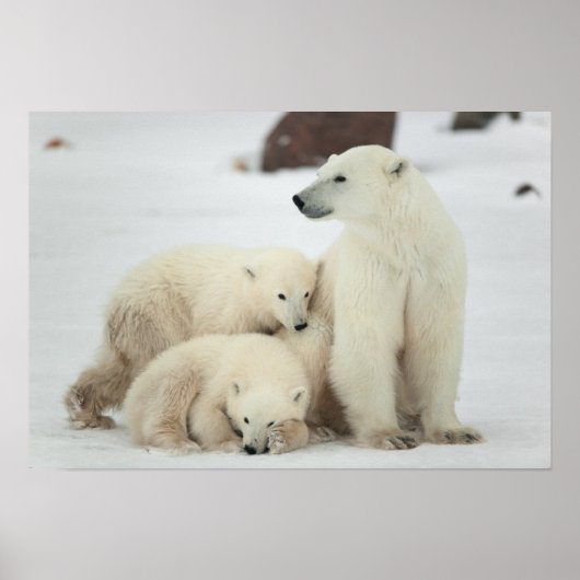 Polar zij-beer met kubussen poster (Voorkant)
