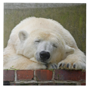 PolarBear 001 Tegeltje