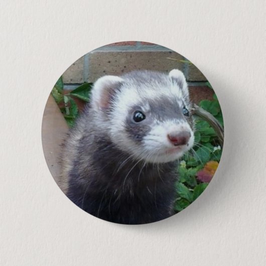 Polecat ferret ronde button 5,7 cm (Voorkant)