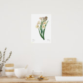 Polianthes tuberosa poster (Keuken)