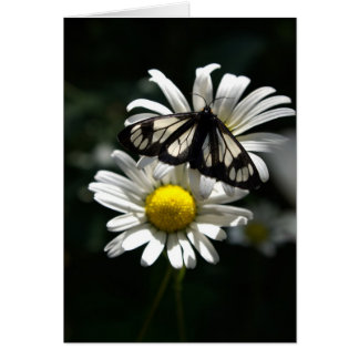 Politieauto Moth en Oxeye Daisies