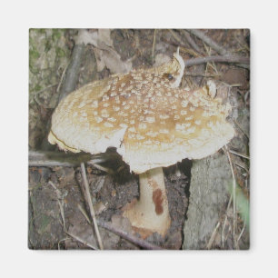 Polka Dot Mushroom Magnet Magneet