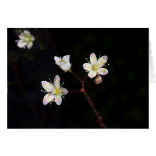 Polka-stipbloemen