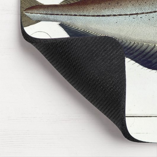 Pollack (Pollachius pollachius) bord LXVIII uit Muismat (Hoek)