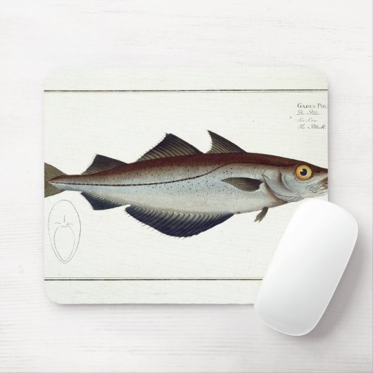 Pollack (Pollachius pollachius) bord LXVIII uit Muismat (Met muis)