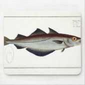 Pollack (Pollachius pollachius) bord LXVIII uit Muismat (Voorkant)