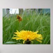 Pollenface Honeybee Poster (Voorkant)