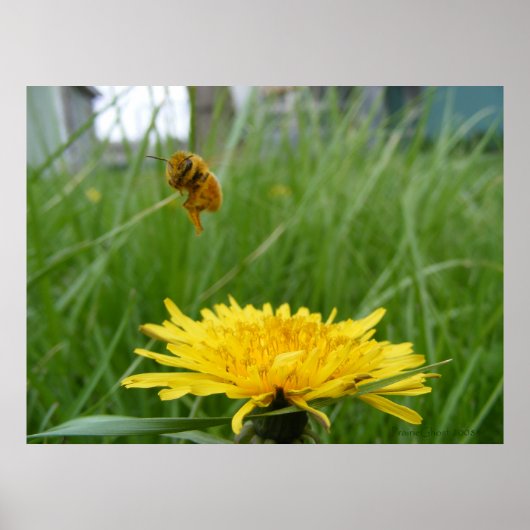 Pollenface Honeybee Poster (Voorkant)