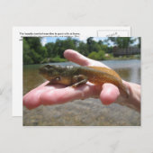 Pollywog Briefkaart (Voorkant / Achterkant)