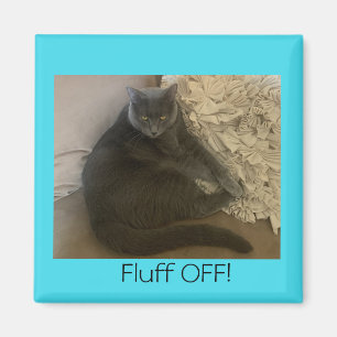 Polo le chat Fluff Off aimant